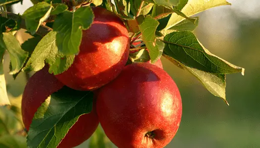 Apple - The Best of Low Calorie Foods